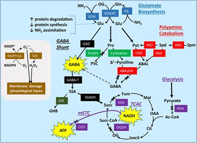 γ-Aminobutyrate Improves the Postharvest Marketability of Horticultural Commodities: Advances and Prospects